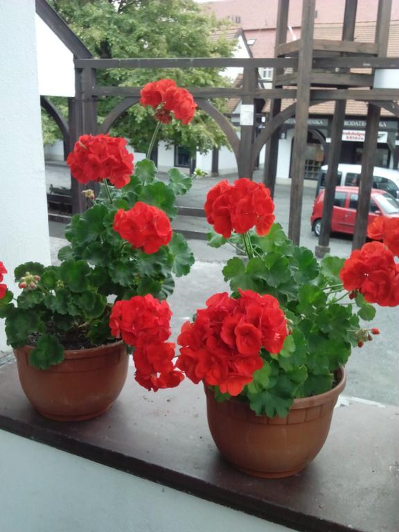 Julia Apartman Eger Rum bild